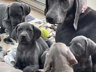 Weimaraner dogs - Advert 1
