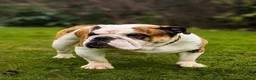 English Bulldog dogs for stud: TYSON - PROVEN KC REG STUD - Advert 4