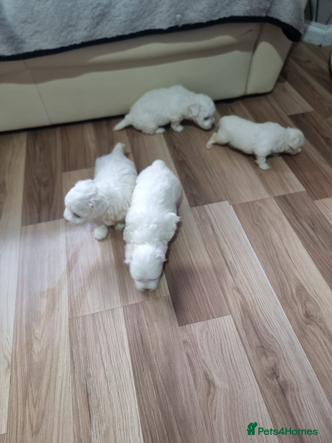 Bichon Frise dogs for sale: Bishon Frise  - Advert 3