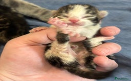 Mixed Breed cats for sale: Beautiful kittens for sale 🥰 - Image 5