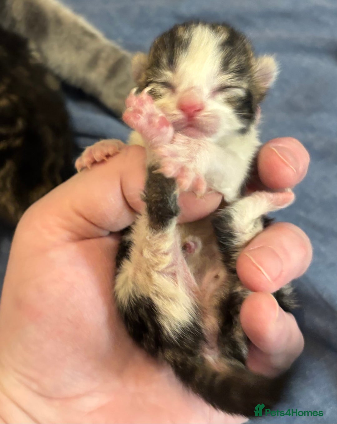 Mixed Breed cats for sale: Beautiful kittens for sale 🥰 - Image 5