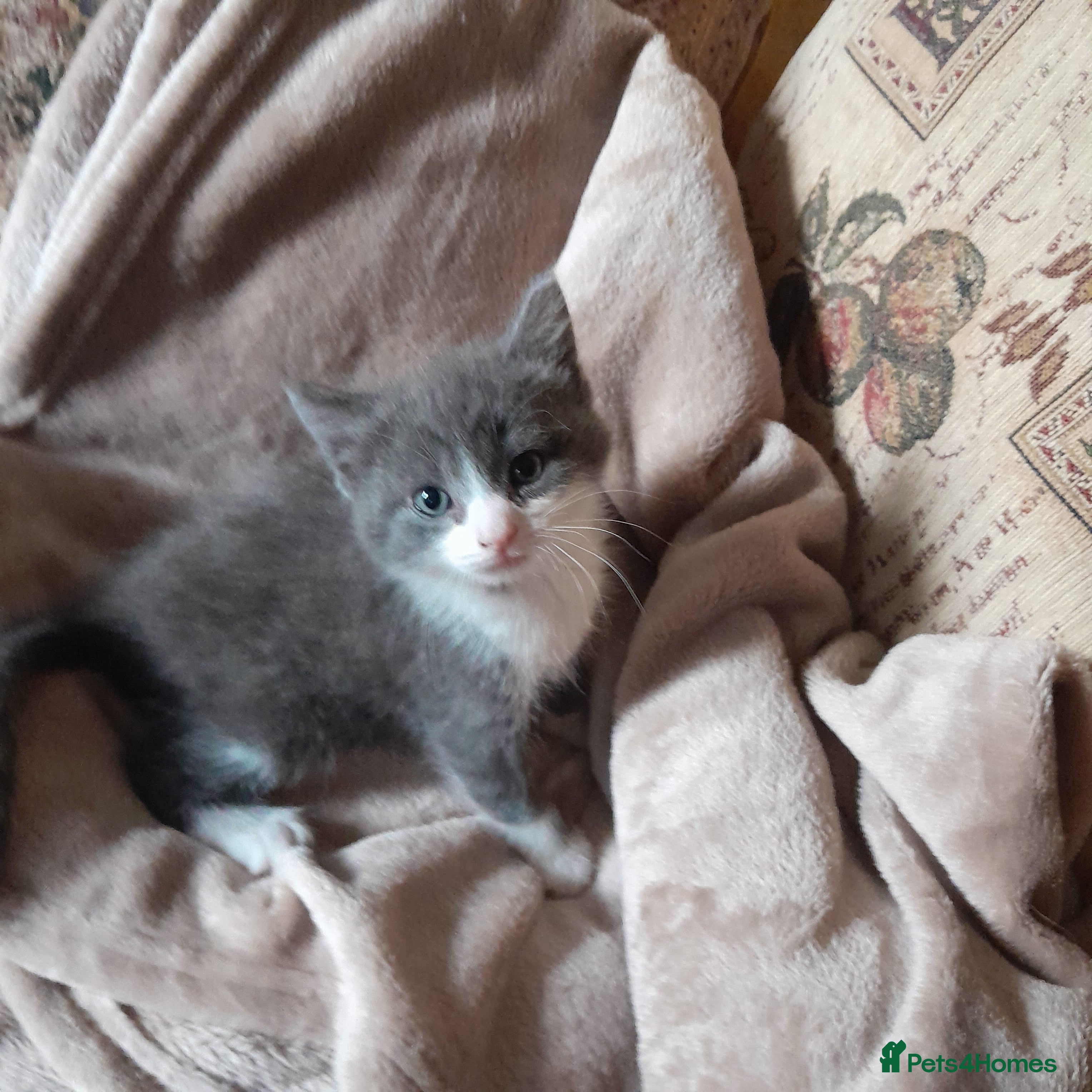 Siamese cats Blue and white kittens mum is siamese cross - Advert 16