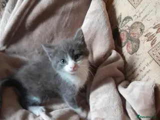 Siamese cats Blue and white kittens mum is siamese cross - Advert 16