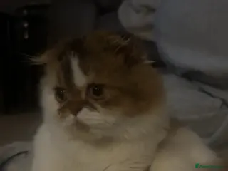 Scottish Fold cats Beautiful rare chocolate Scottish fold 🤎 - Advert 12