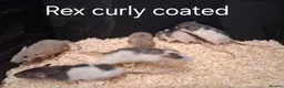 Rat rodents for sale: Baby Dumbo Rat's, various types  - Advert 26