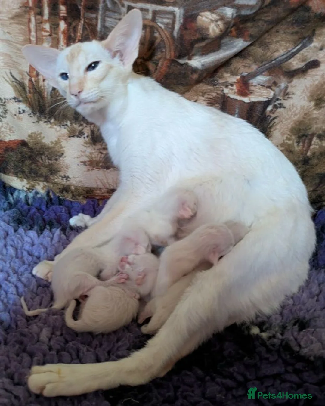 Siamese cats for sale: Red Point Siamese kitten for sale. in Widnes - Advert 2