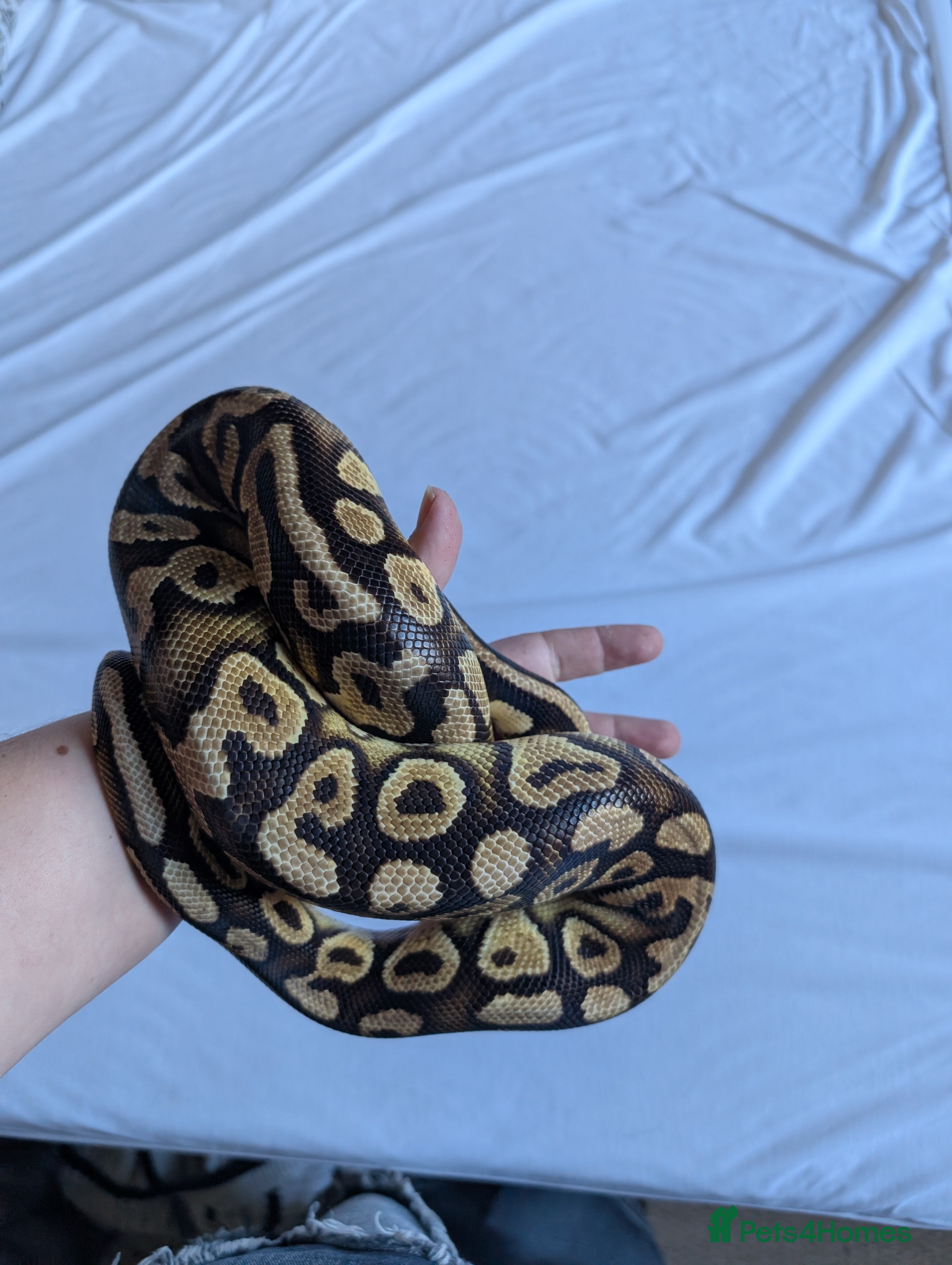 Python Snake reptiles Pastel royal pyrhon - Advert 17