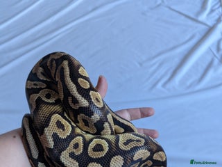 Python Snake reptiles Pastel royal pyrhon - Advert 3