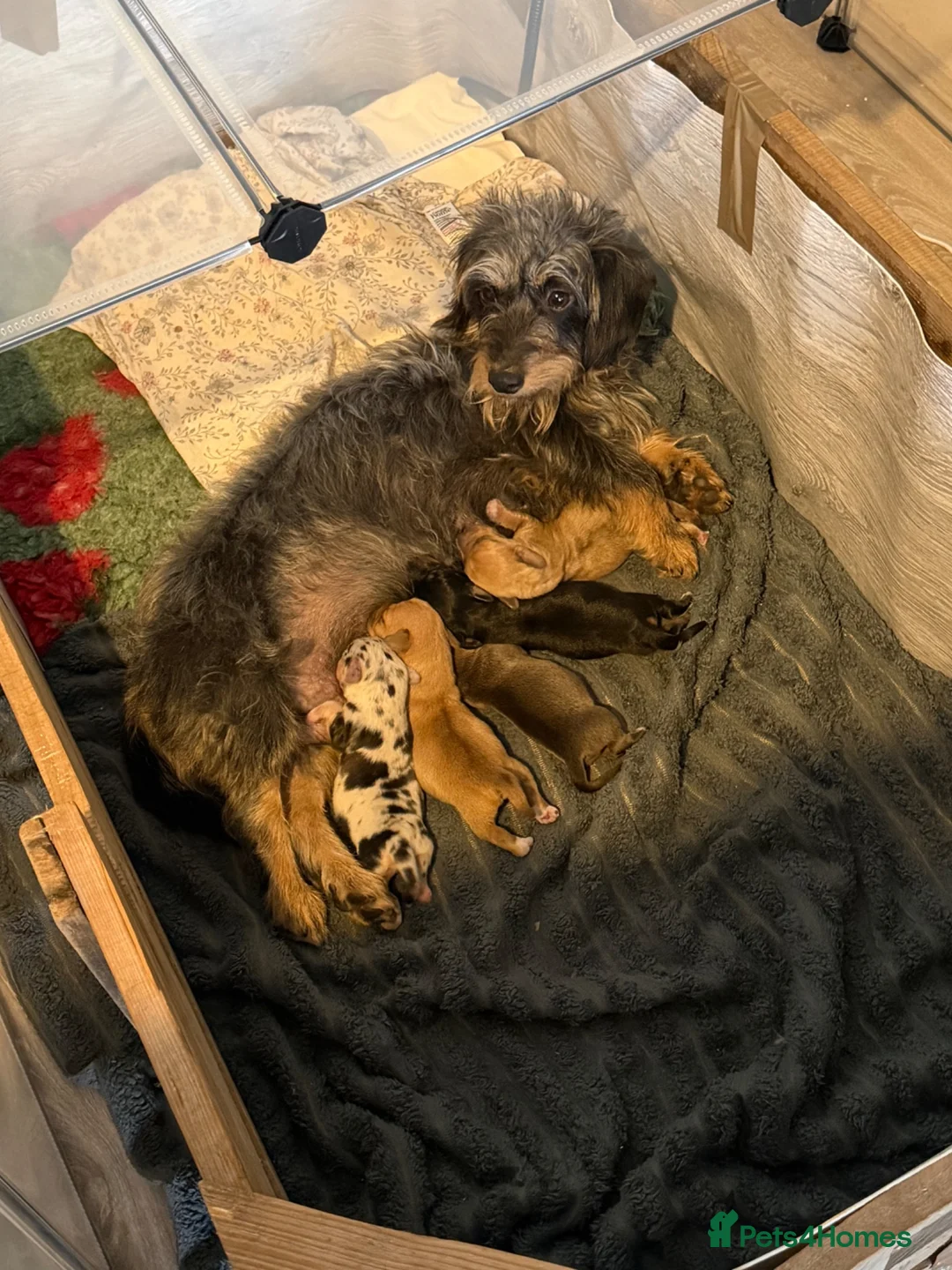 Doxiepoo dogs for sale: 2 beautiful boys remaining out of a litter of 5 - Advert 1