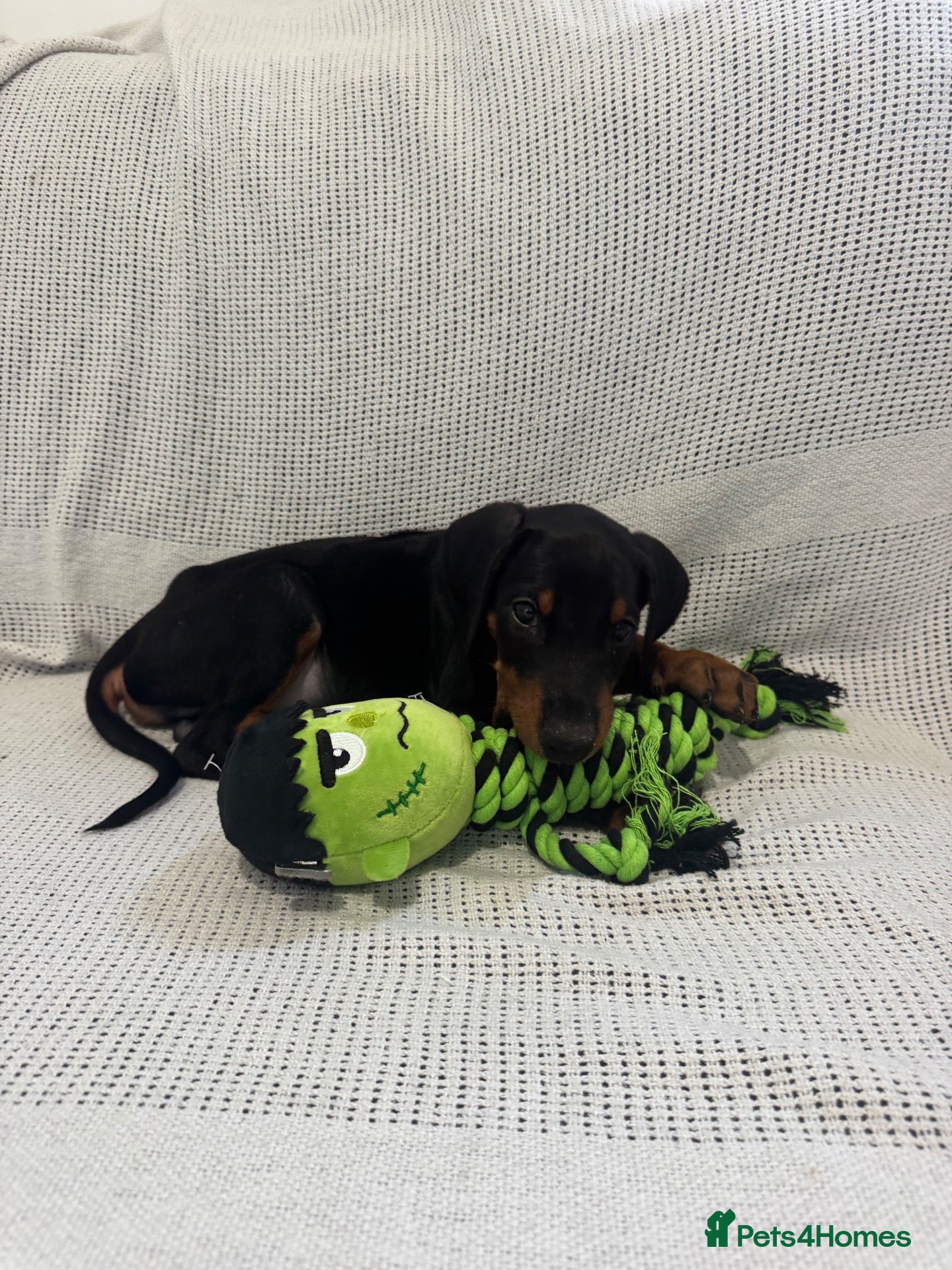 Dobermann dogs Stunning Doberman Pups READY NOW  - Advert 1