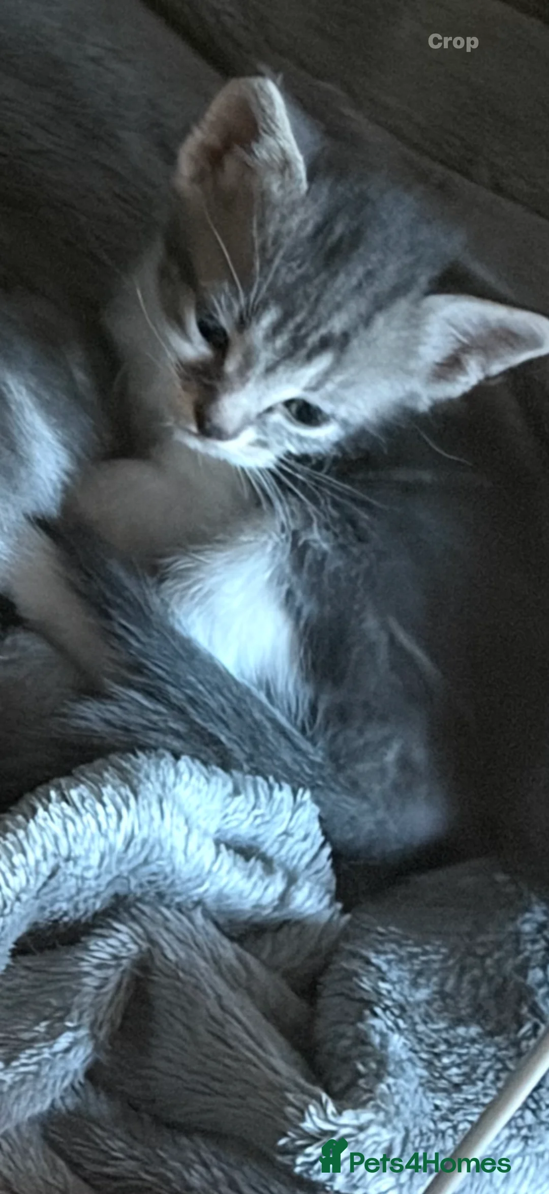 Mixed Breed cats for sale: Kittens for sale - Advert 2