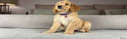 Goldendoodle dogs for sale: ABSOLUTELY GORGEOUS DOODLES  - Advert 27