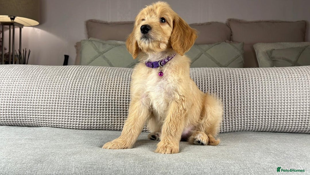 Goldendoodle dogs for sale: ABSOLUTELY GORGEOUS DOODLES  - Advert 27