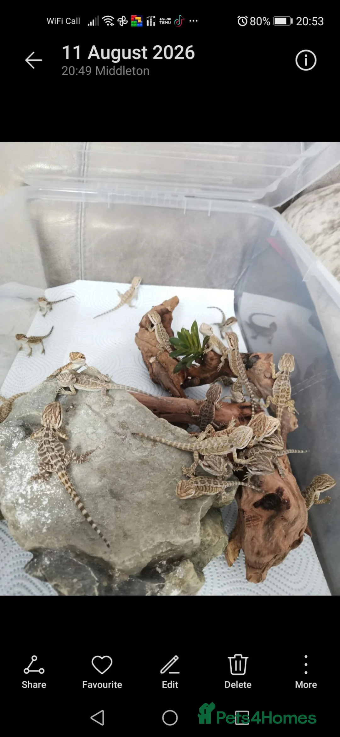 Bearded Dragon reptiles for sale: Baby bearded dragons - Advert 4