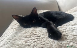 British Shorthair cats for sale: 7 Month Old Female  - Image 1