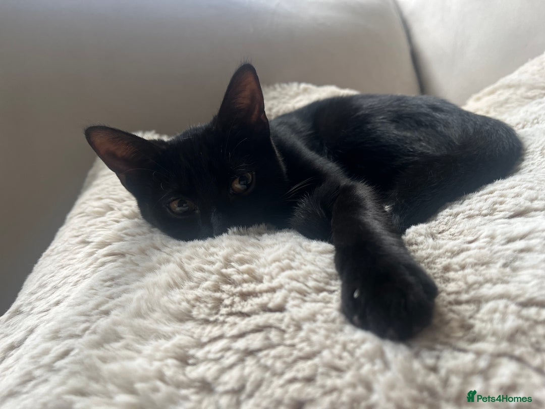 British Shorthair cats for sale: 7 Month Old Female  - Image 1
