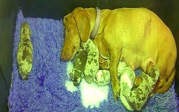 Miniature Dachshund dogs for sale: dapple pups - Image 14