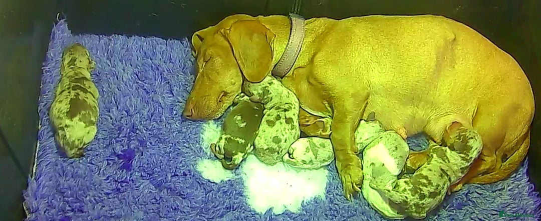 Miniature Dachshund dogs for sale: dapple pups - Image 14