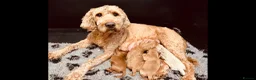 Australian Labradoodle dogs for sale: Australian Labradoodles  - Advert 9