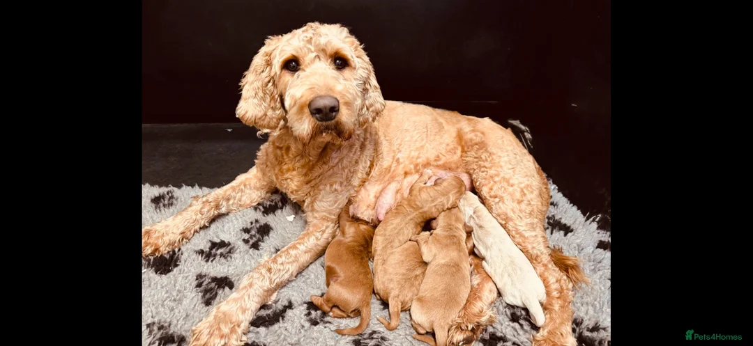 Australian Labradoodle dogs for sale: Australian Labradoodles  - Advert 9