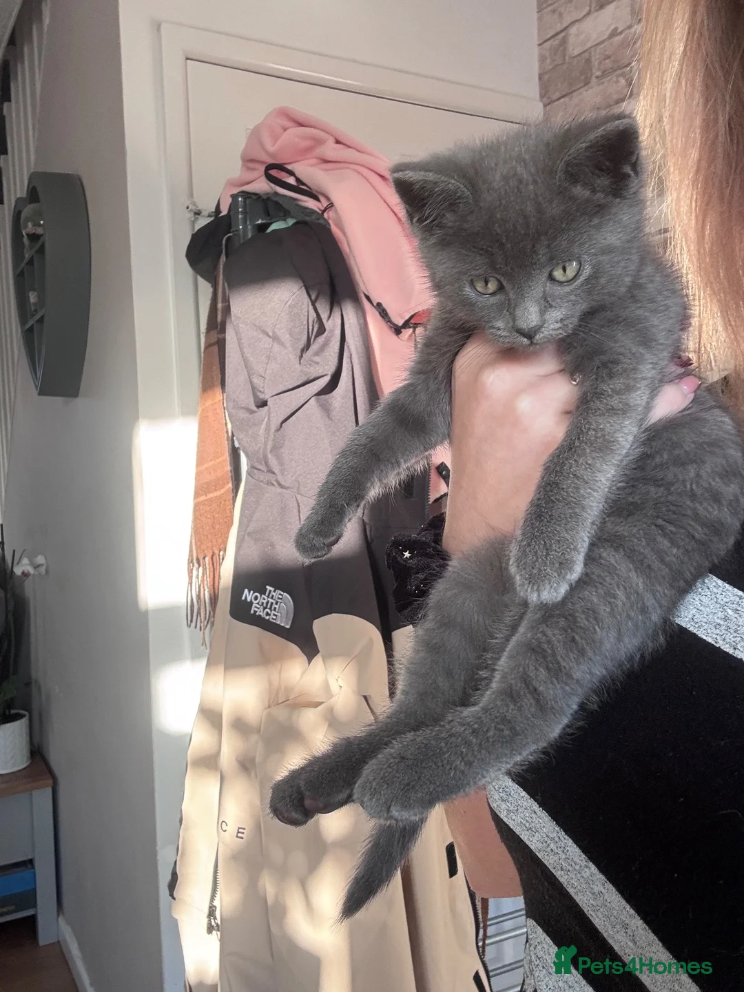 Russian Blue cats for sale: Kitten ready now  - Advert 2