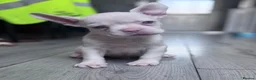 French Bulldog dogs for sale: Adorable fluffy frenchies - Advert 35