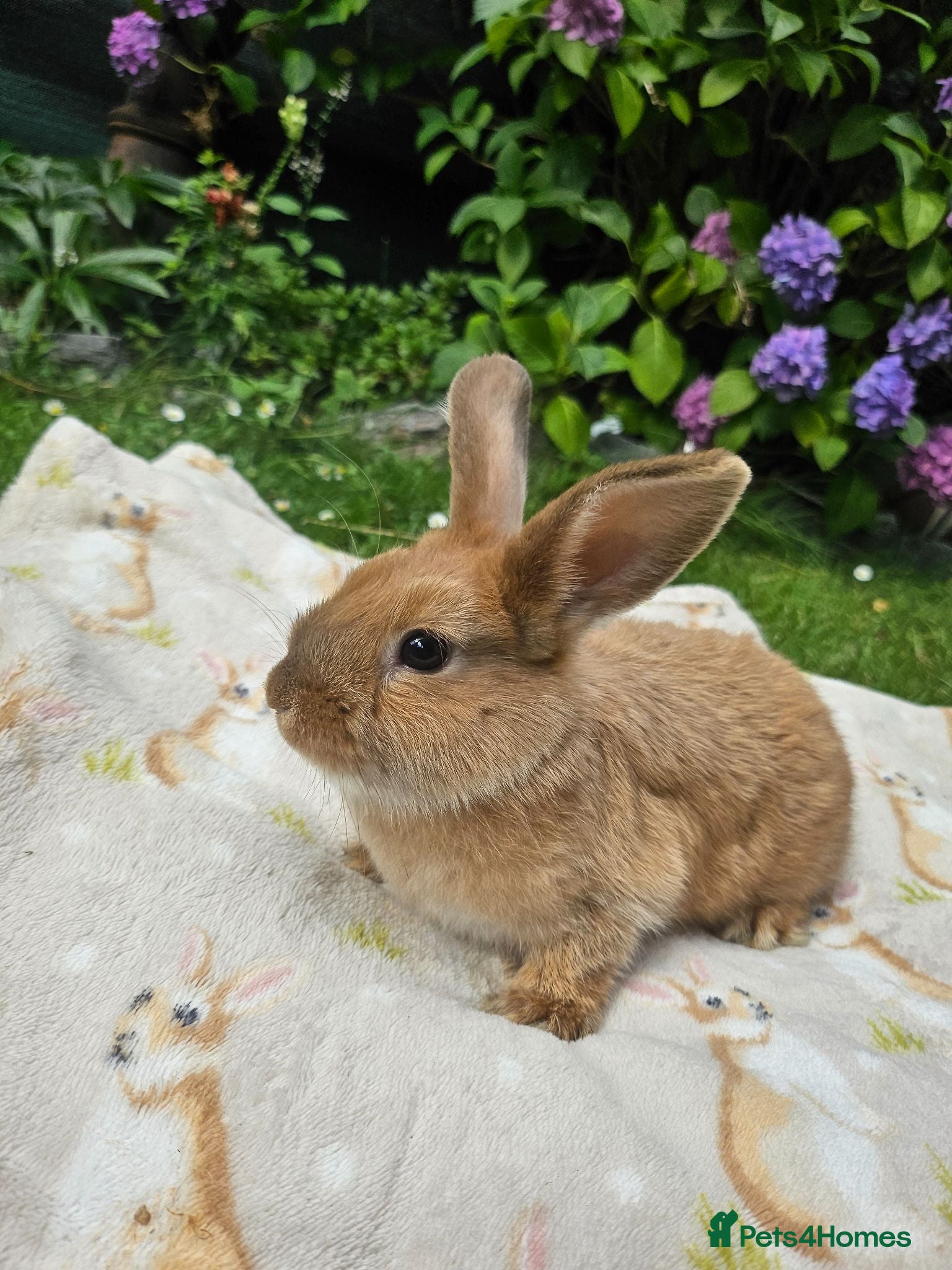 Mixed Breed rabbits Baby bunnies (Netherland dwarf cross Holland lop)  - Advert 24