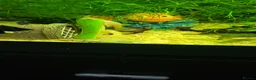 Plecos fish for sale: Different colour plecs - Advert 4
