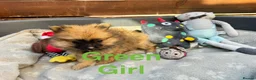 Pomeranian dogs for sale: ✨🐶 9  Beautiful Pomeranian Puppies  - Advert 26