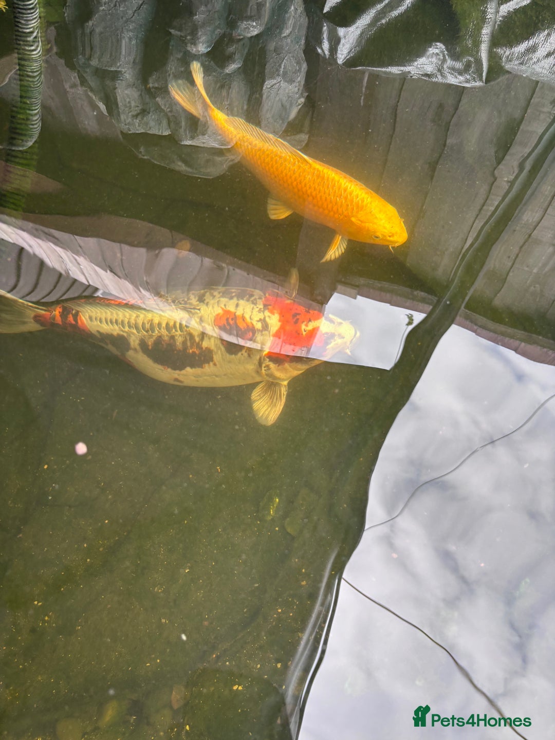 Koi Carp fish for sale: Doitsu Beni kikokuryu, 47cm - Image 3