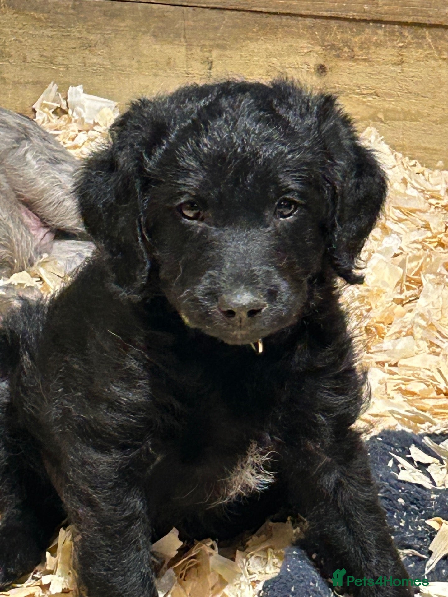 Labradoodle dogs Mini Labradoodles F1: Black & Blue Merle  - Advert 2