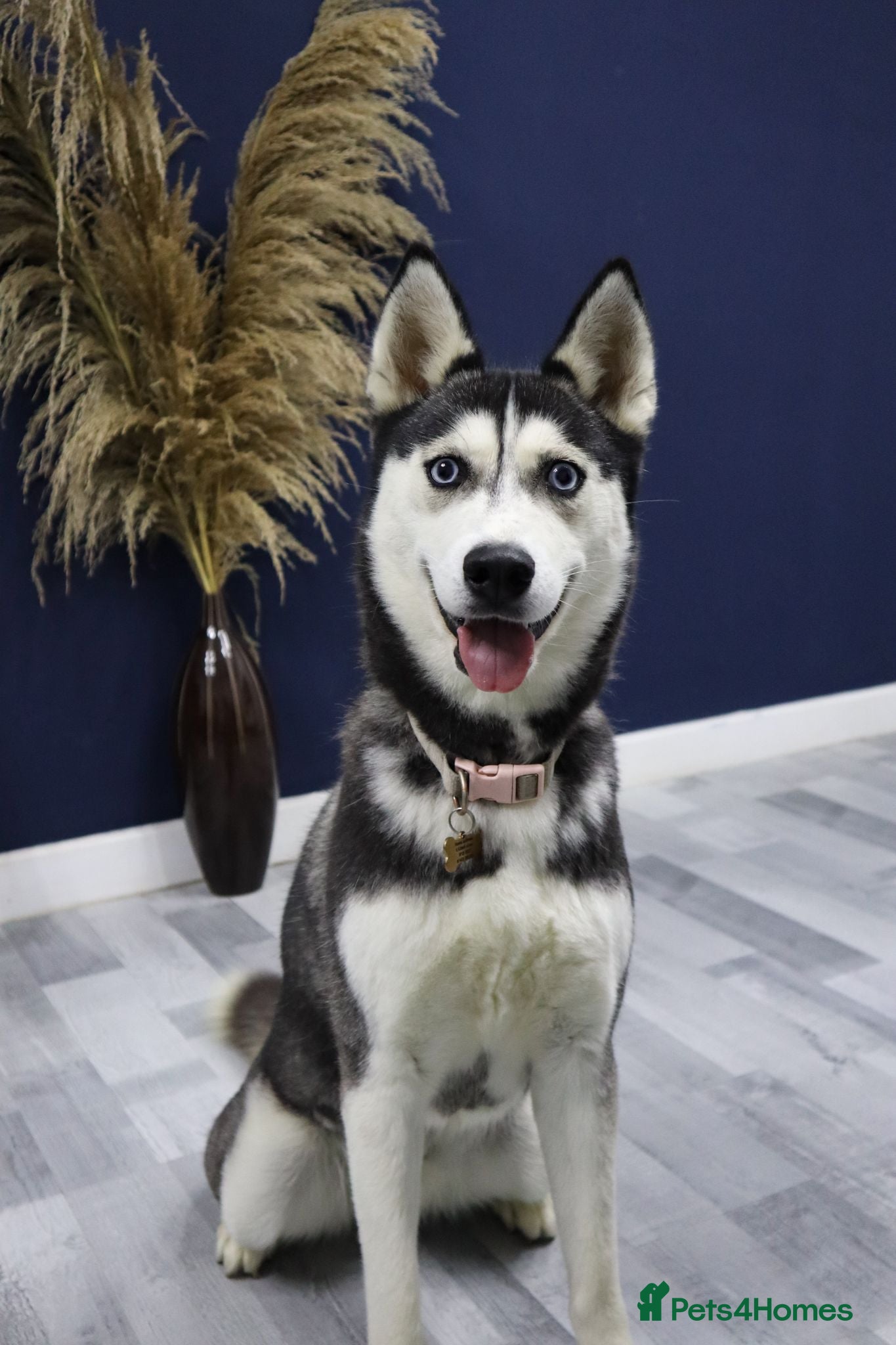 Siberian Husky dogs 7 Siberian Husky puppies - Advert 1