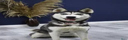 Siberian Husky dogs for sale: 7 Siberian Husky puppies - Advert 1