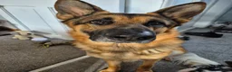 Sheprador dogs for sale: 2 stunning male shepadors pups in Wakefield - Advert 3