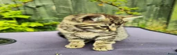 Domestic Shorthair cats for sale: 3 lovely and playful kittens  - Advert 2