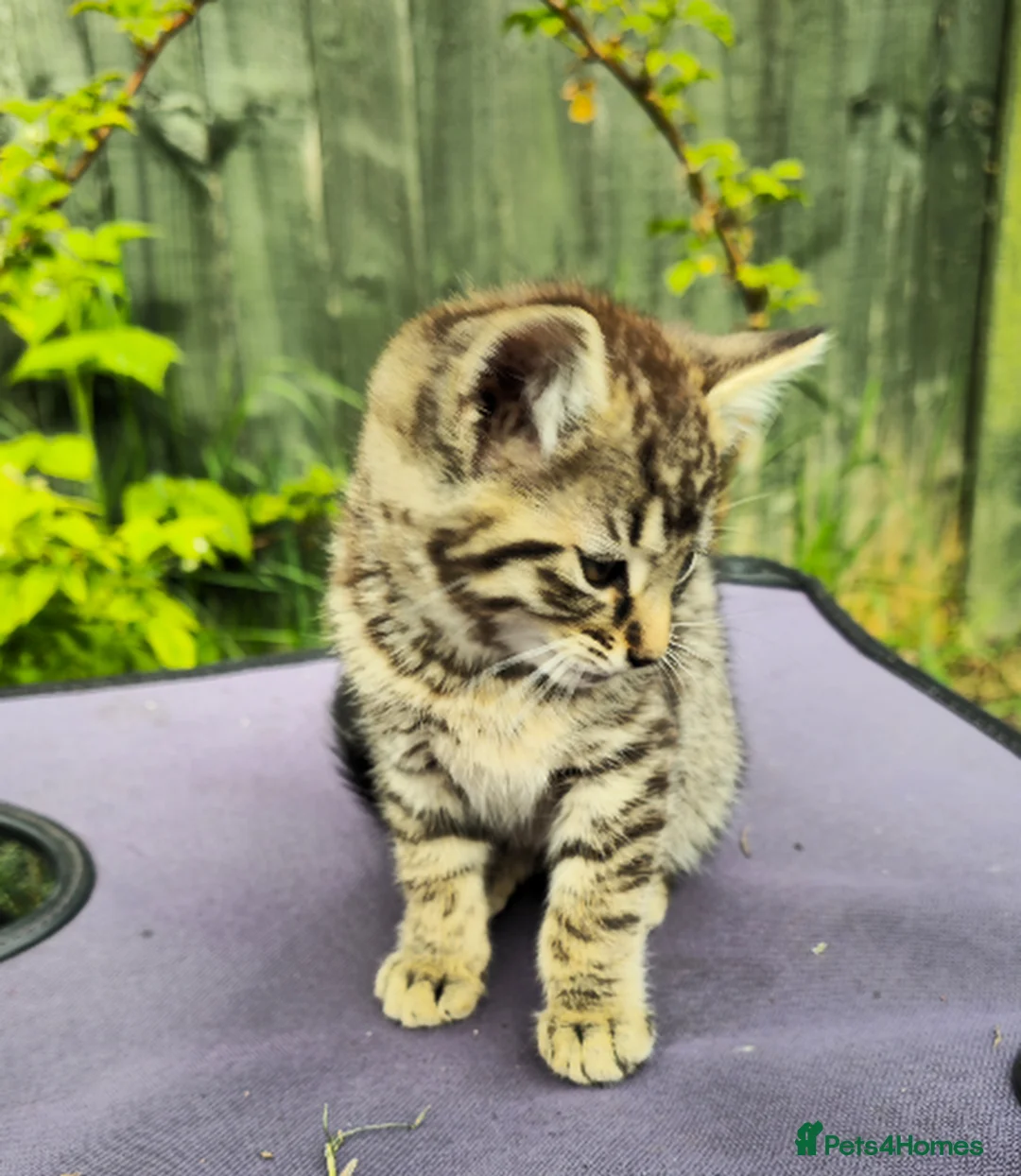 Domestic Shorthair cats for sale: 3 lovely and playful kittens  - Advert 2