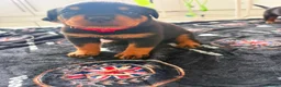Rottweiler dogs for sale: WORLD CHAMPION CHUNKY ROTTWEILERS  - Advert 6