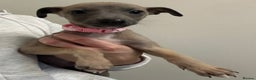 Whippet dogs for sale: Whippets for sale - Advert 6