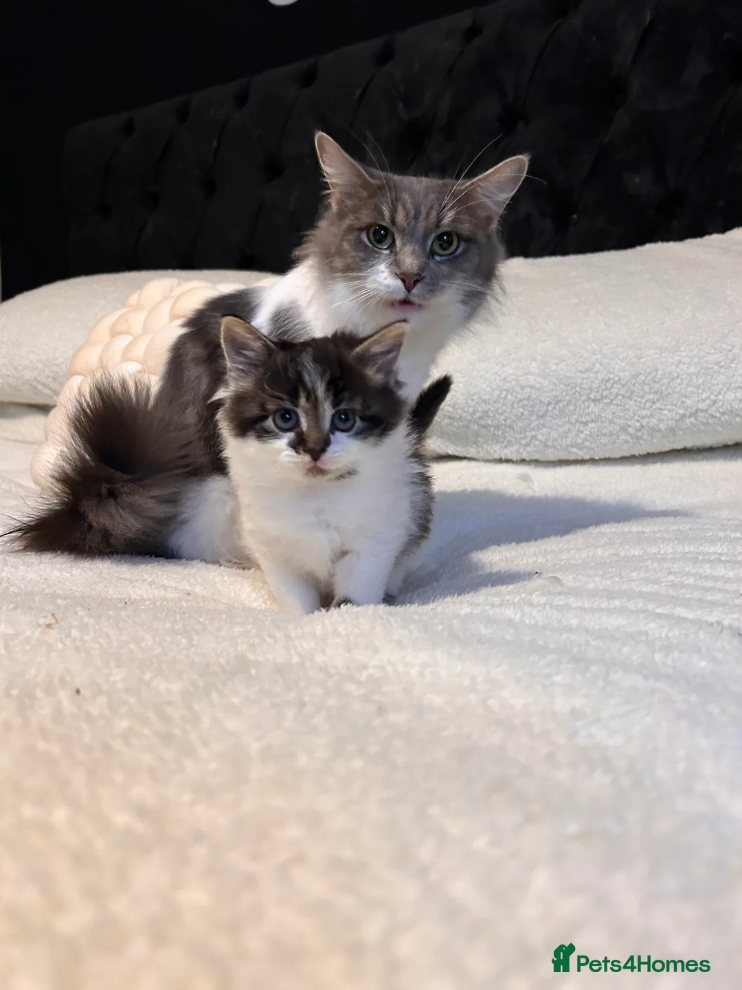 Mixed Breed cats for sale: Gorgeous kittens ❤️ - Advert 7