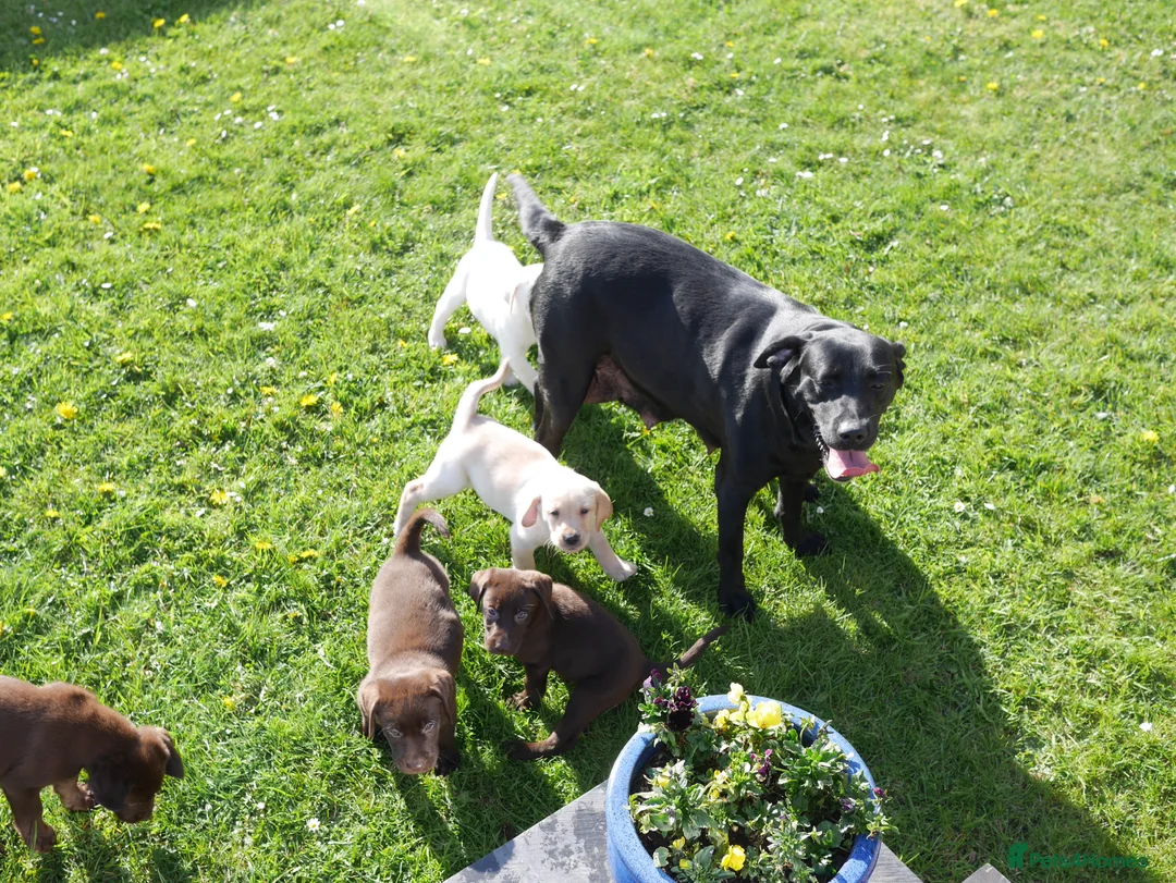 Labrador Retriever dogs for sale: Beautiful Health Tested Labrador Puppies - Advert 13