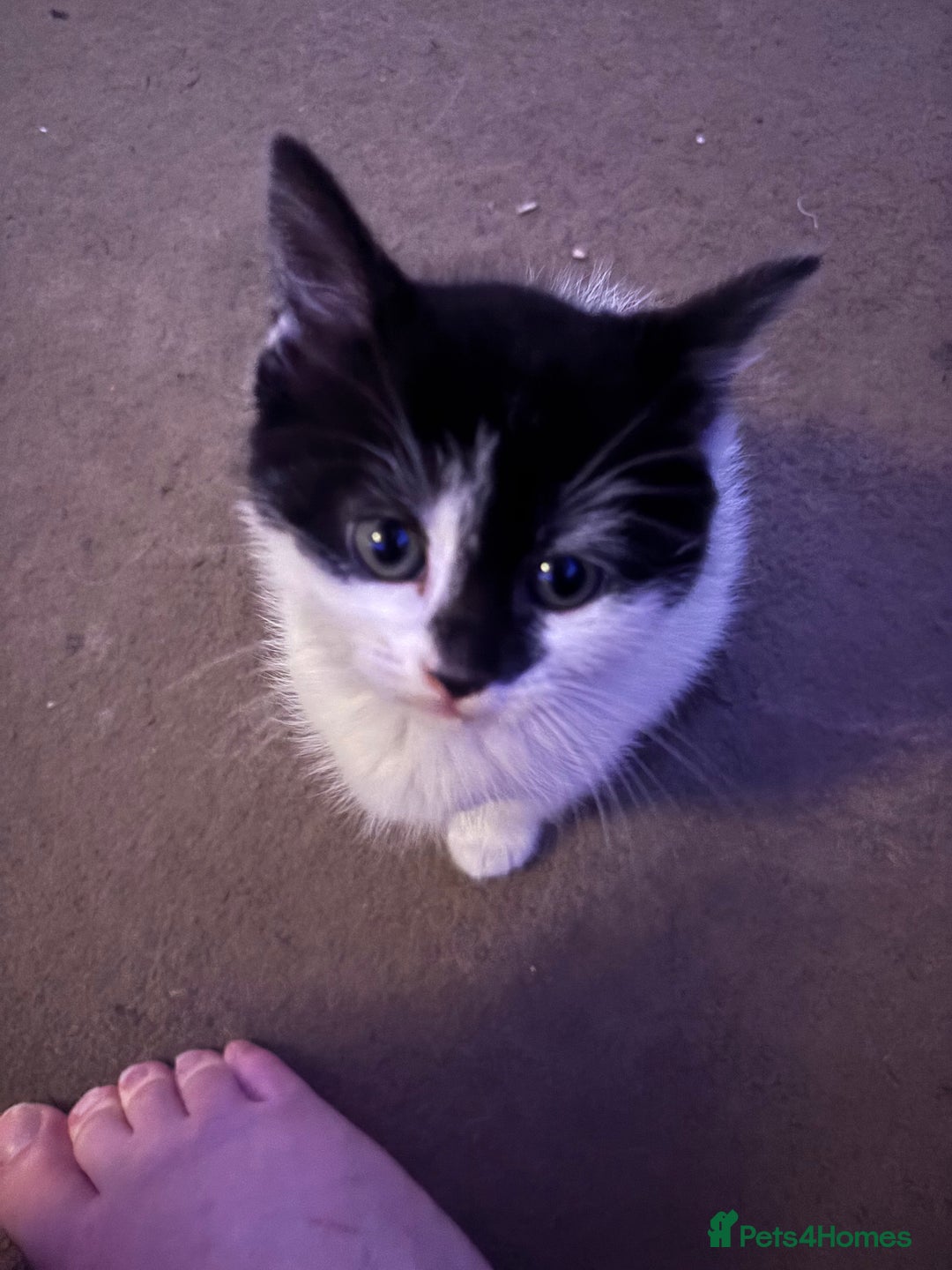 Mixed Breed cats for sale: Black & white mixed breed kittens  - Image 4
