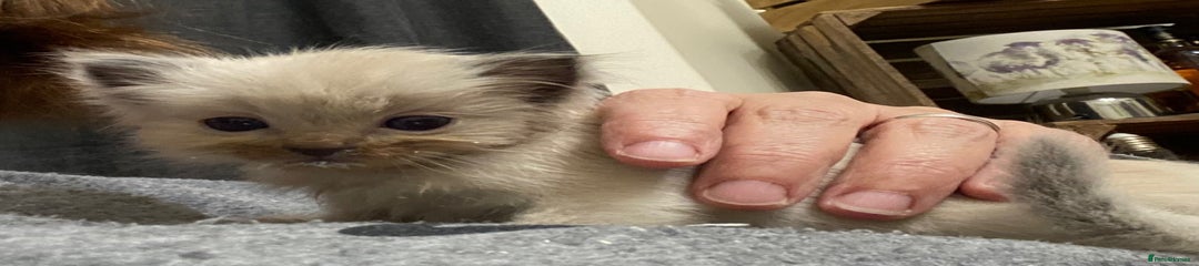 Ragdoll Girl - Scruffy