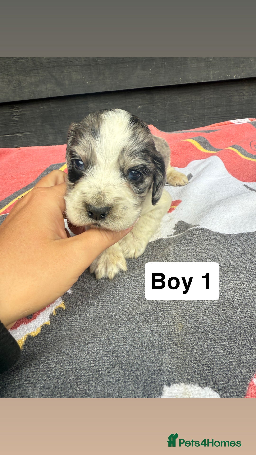Cocker Spaniel dogs for sale: Cocker puppy 1 bitch left 3 boys  - Image 1