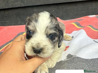 Cocker Spaniel dogs - Advert 34