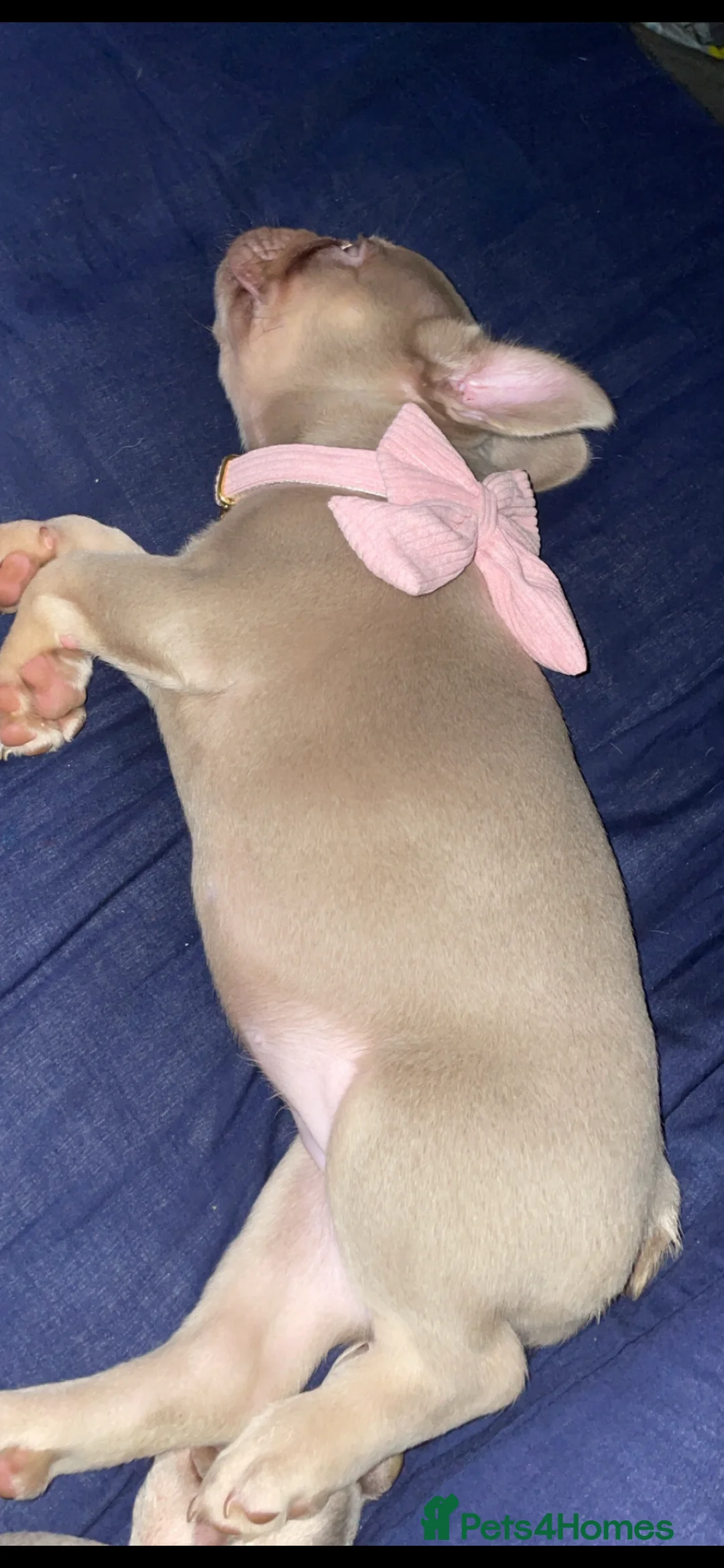 French Bulldog dogs for sale: Girl French bulldog  - Advert 6