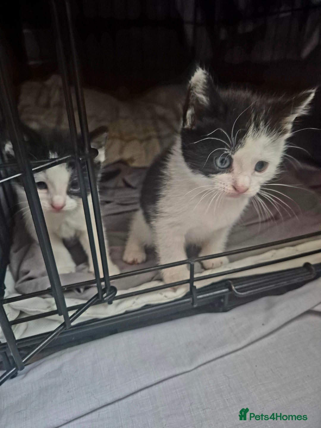 Mixed Breed cats for sale: Playful kittens🥰 - Advert 10