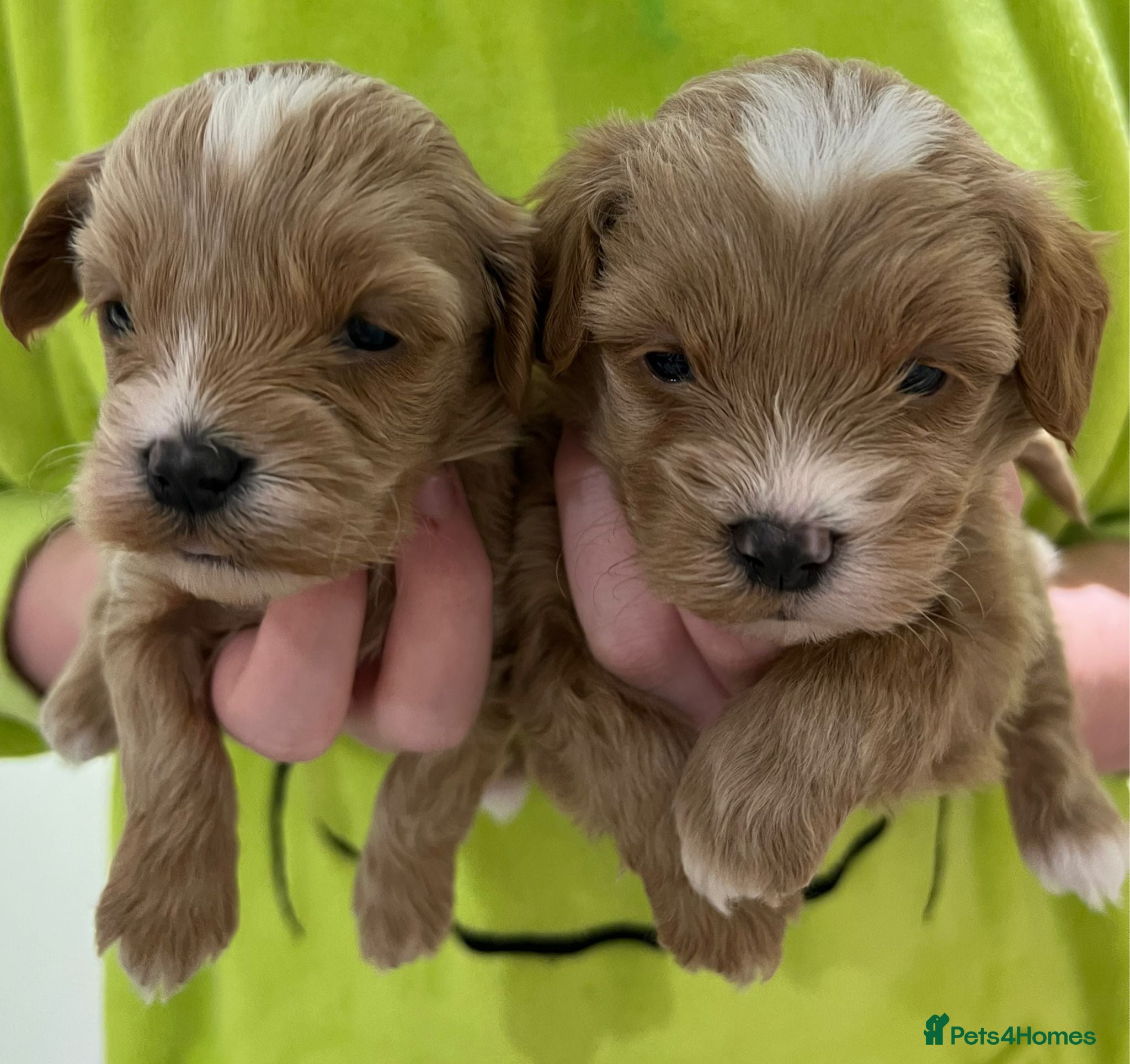 Havapoo dogs Havapoo Puppies - Advert 7