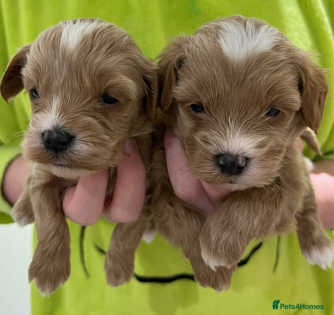 Havapoo dogs for sale: Havapoo Puppies - Advert 1