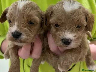 Havapoo dogs Havapoo Puppies - Advert 3