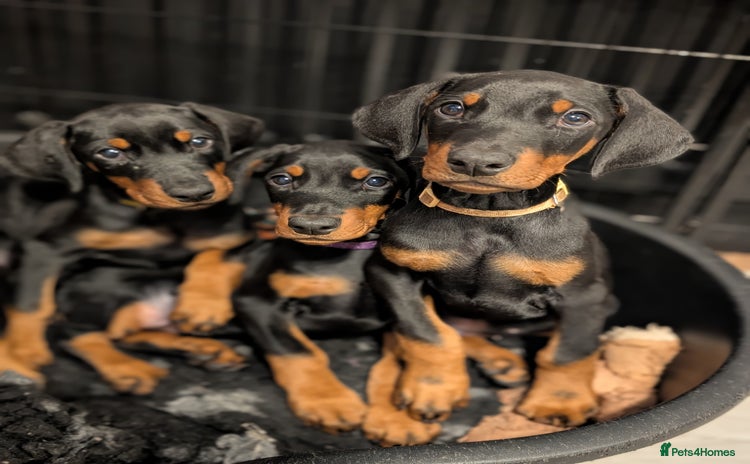 Dobermann dogs - Advert 2